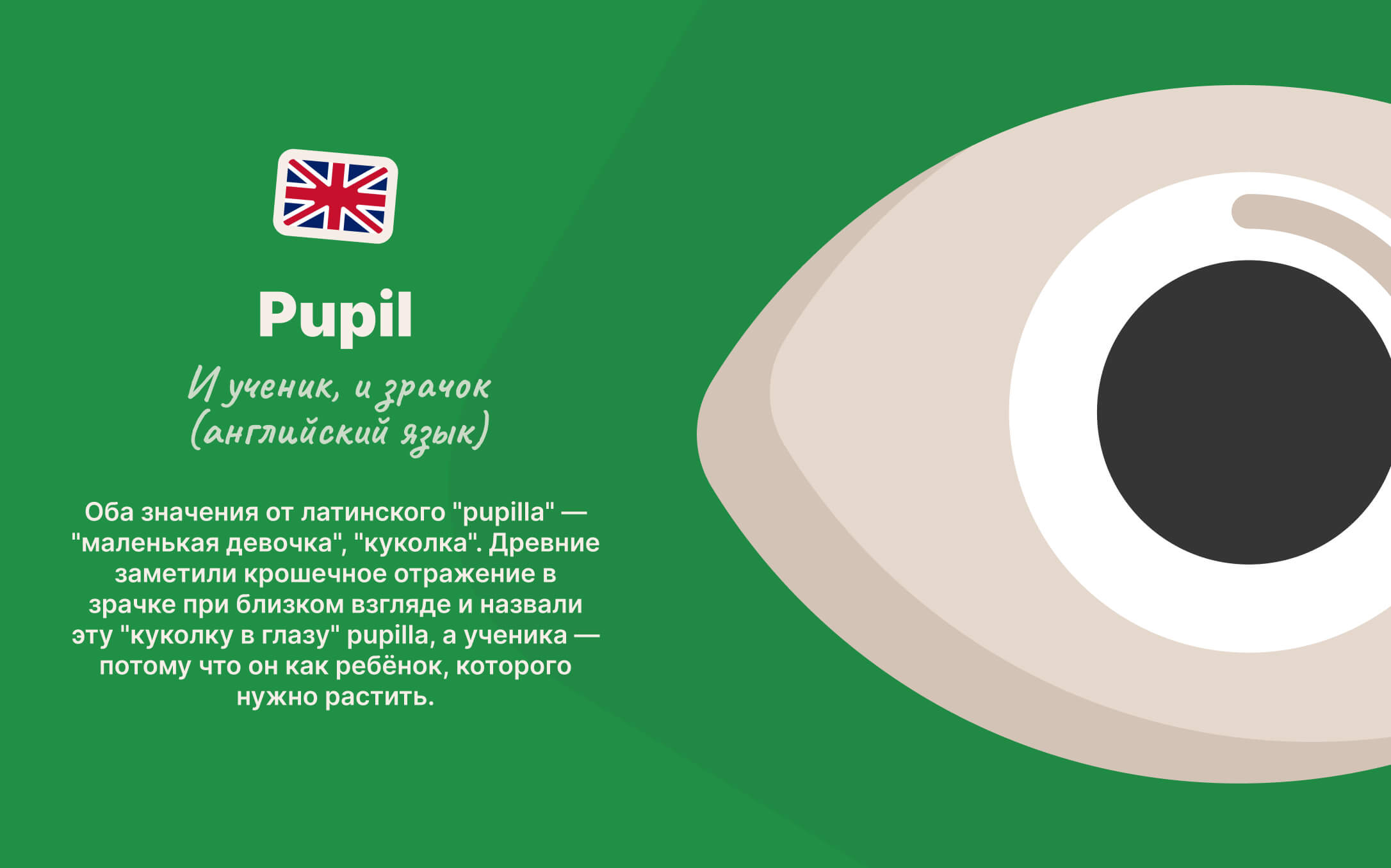 znachenie-pupil.jpg