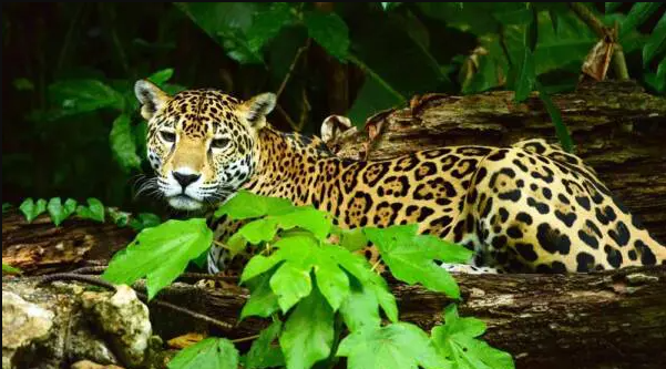 Belize Zoo & Altun Ha in Belize