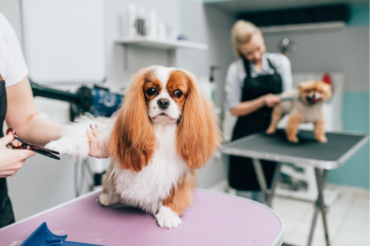 How to Groom Different Dog Breeds: Complete Guide