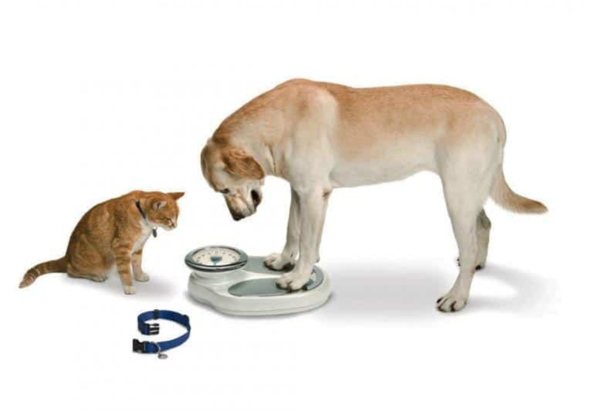 6 Ways to Keep Your Pet’s Weight Under Control