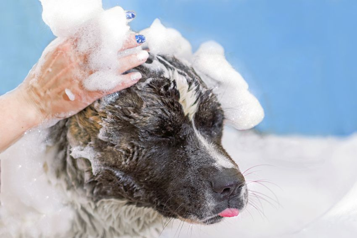 How to Choose the Best Dog Shampoo for Your Pet’s Coat and Skin