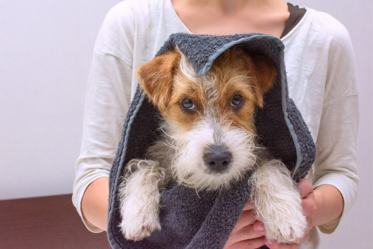 How To Pamper Your Pet at Home: DIY Grooming Guide