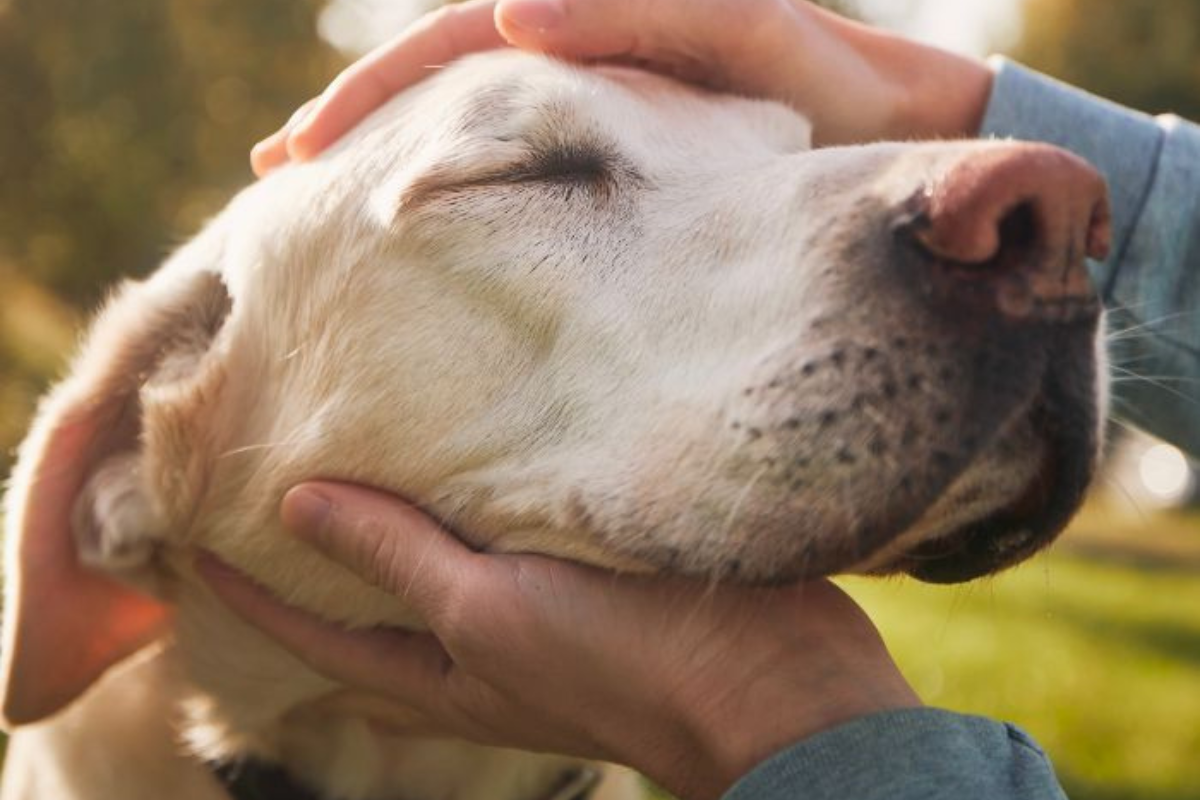 Pet Nutrition Supplements: What You Need to Know