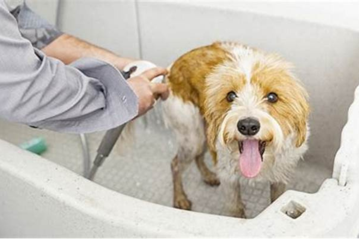 How To Bathe Your Pet: Step-by-Step Guide for a Clean & Happy Pet