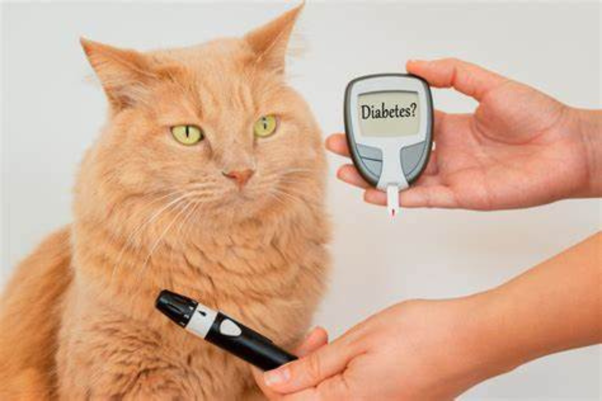 Signs of Diabetes in Cats: Early Symptoms You Should Know