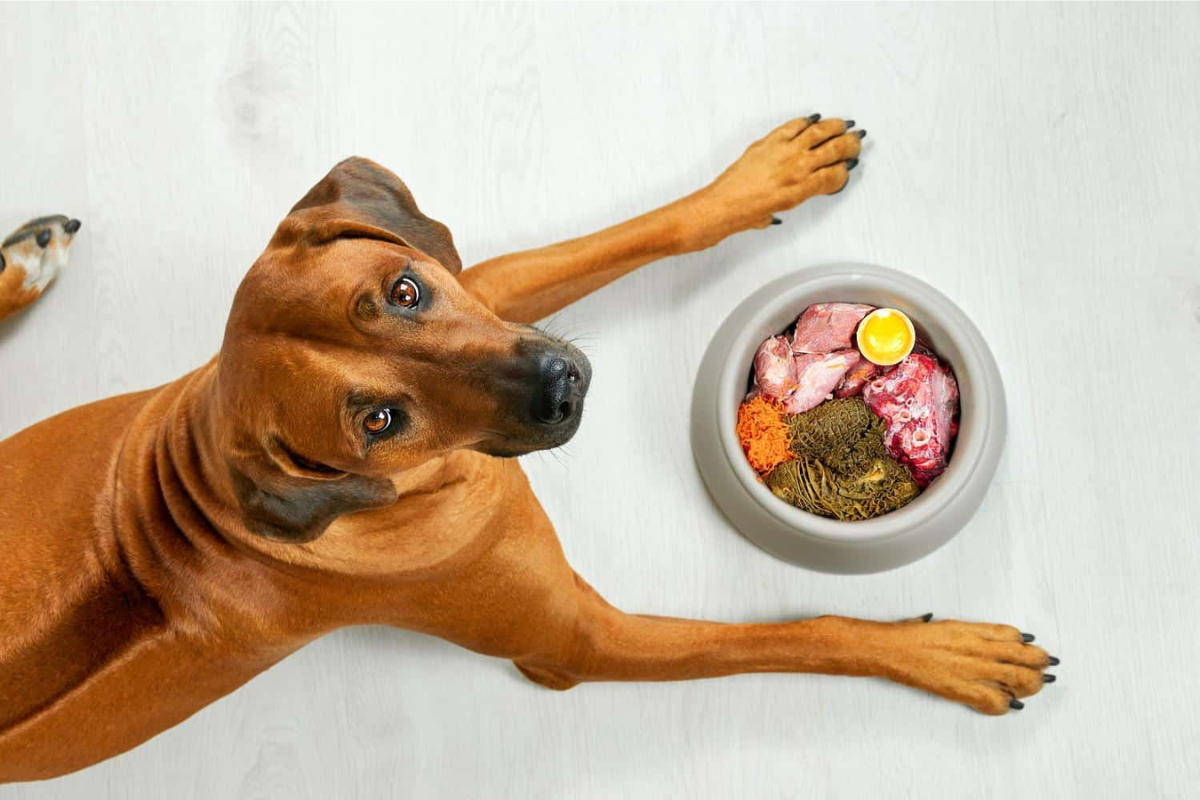 How To Choose Food for Puppies and Kittens: Nutrition Guide
