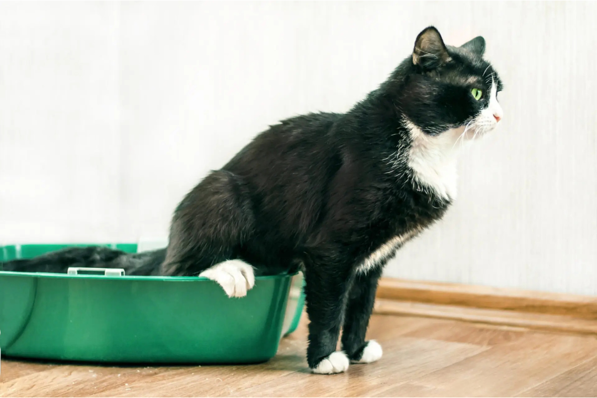 How to Tell if Your Cat Has a UTI: Warning Signs to Know