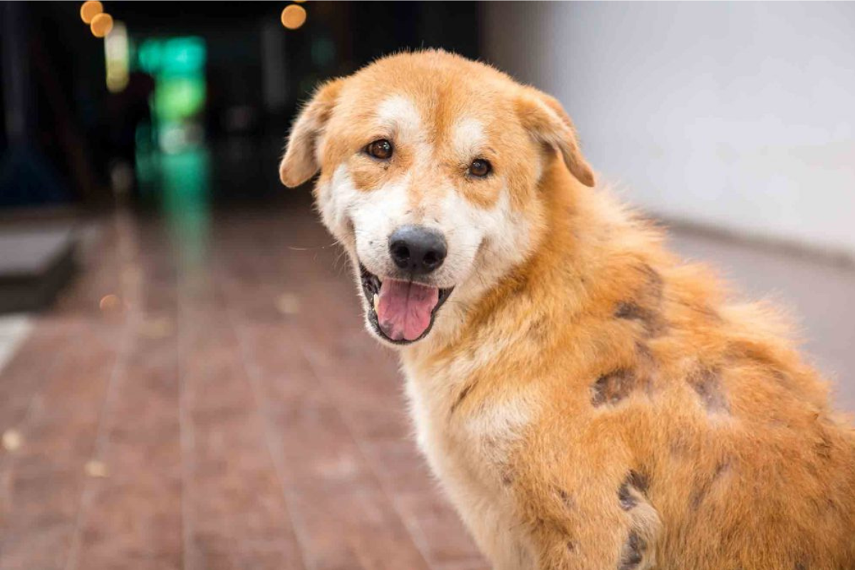 How to Deal with Pet Skin Issues Through Grooming