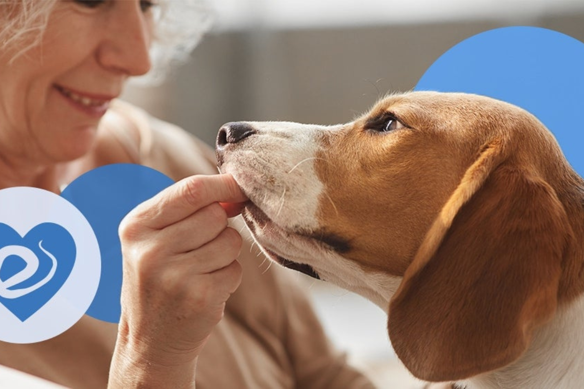 How To Keep Your Pet Happy All Year: Seasonal Care Guide