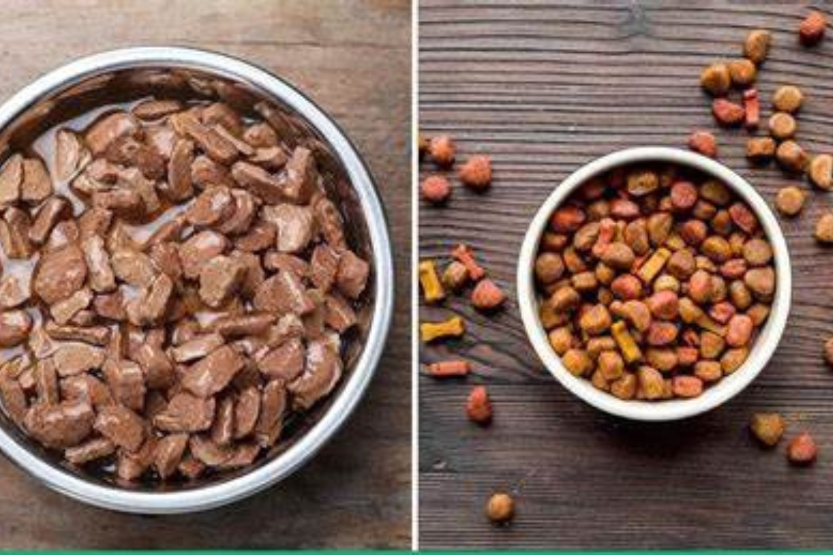 How To Choose the Right Pet Food: Dry vs Wet vs Raw