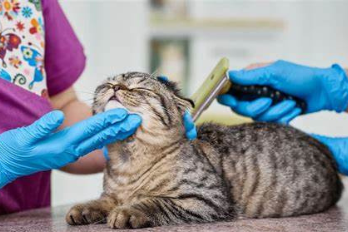 How to Keep Your Cat Happy: Essential Cat Grooming Tips for Home