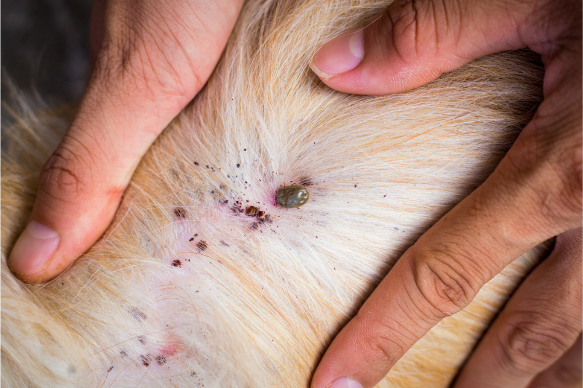 Preventing Fleas and Ticks on Pets: Year-Round Protection Guide