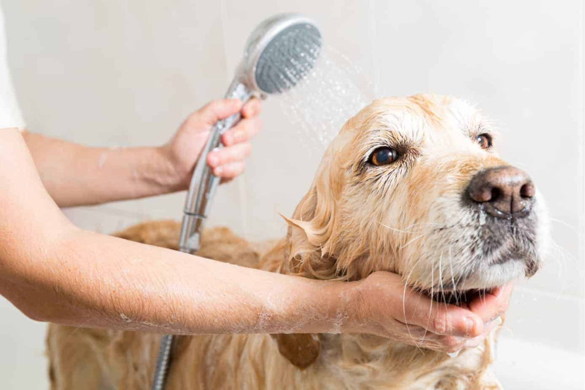 DIY Or Professional Dog Grooming: Pros, Cons, and What’s Best for Your Dog?