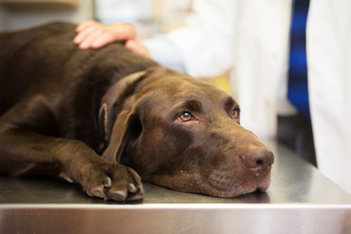 Preventing Heartworm in Dogs: Complete Protection Guide