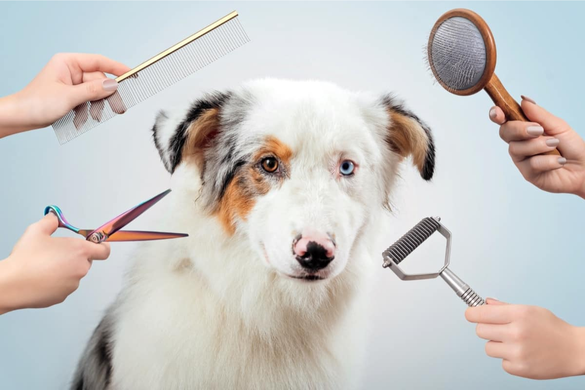 Dog Grooming Health Benefits: Why Regular Pet Grooming is Important