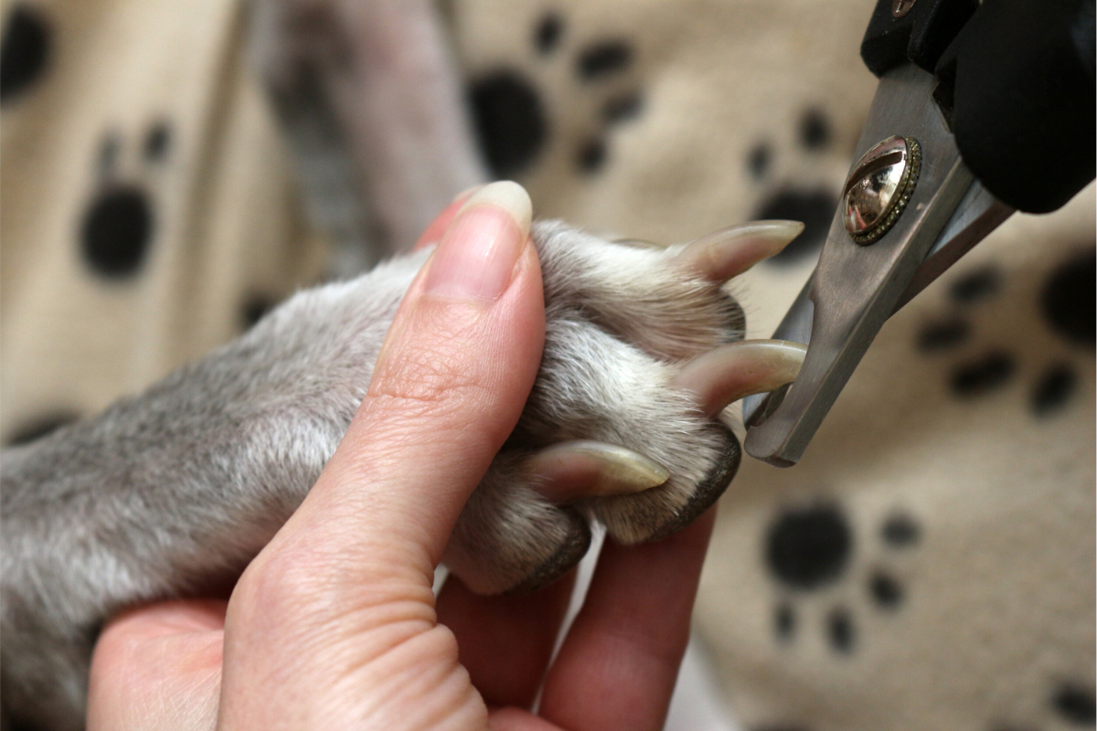 How to Trim Your Pet’s Nails Safely: Step-by-Step Guide