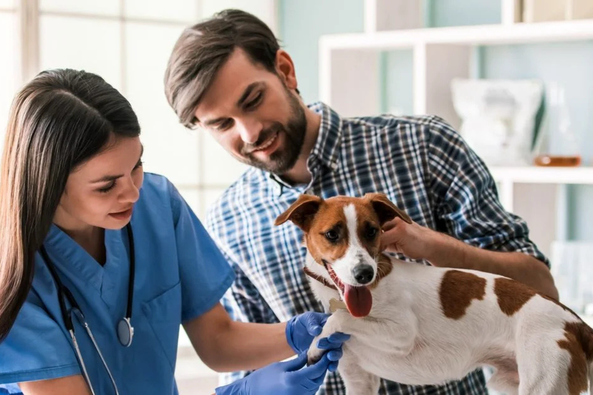 Pet Vaccination Schedule: Complete Guide for Dogs and Cats
