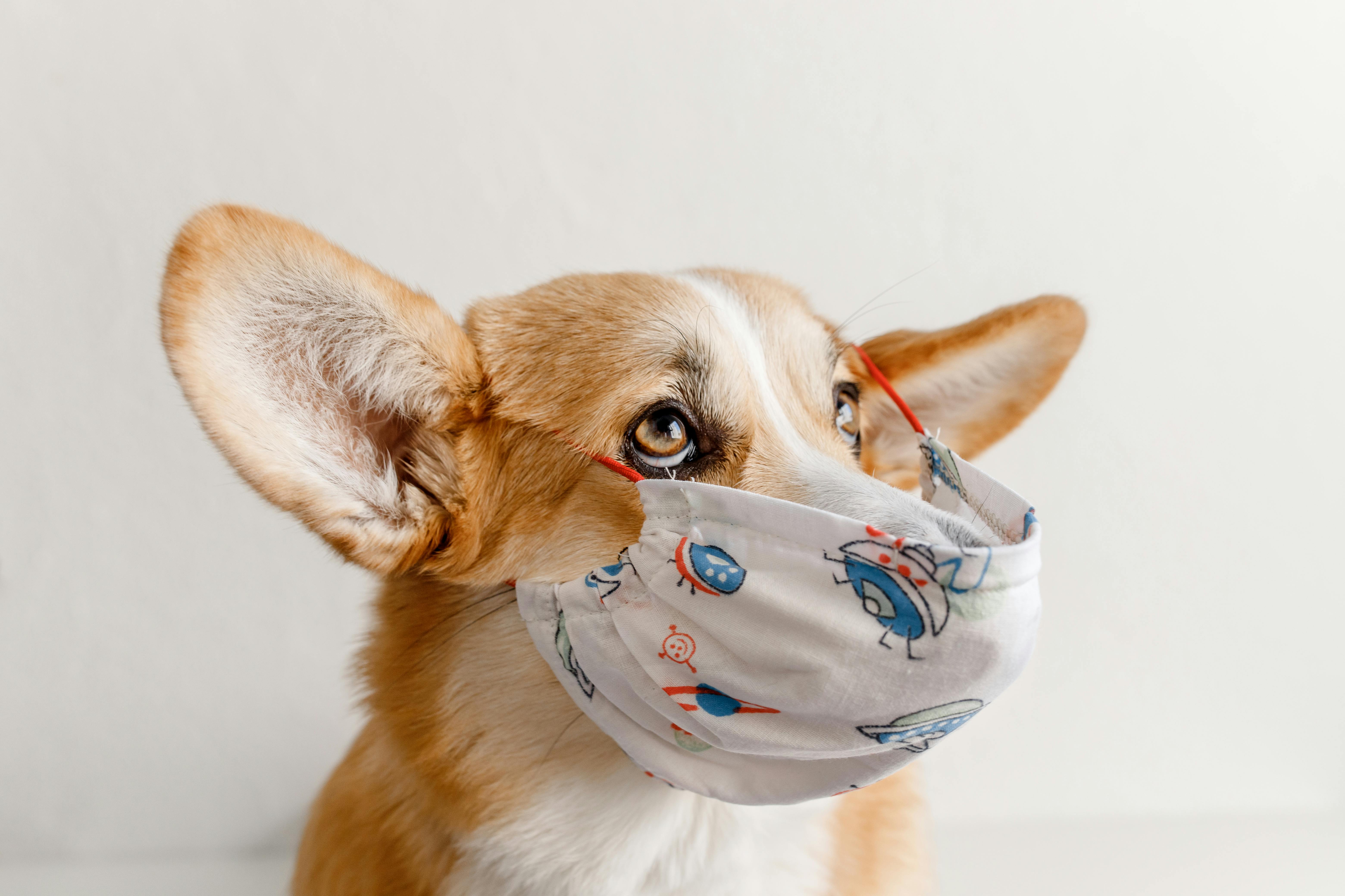 How To Know If Your Pet Has Allergies: 10 Warning Signs