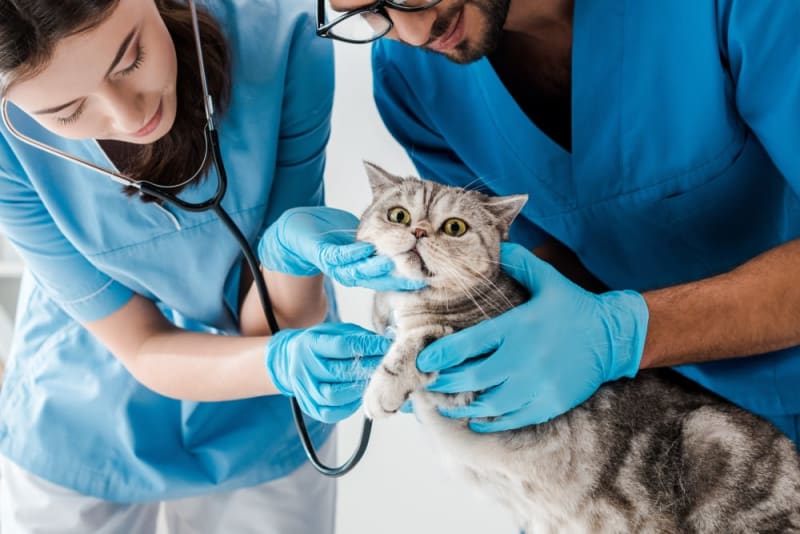 How Often Should You Take Your Pet to the Vet? Complete Guide