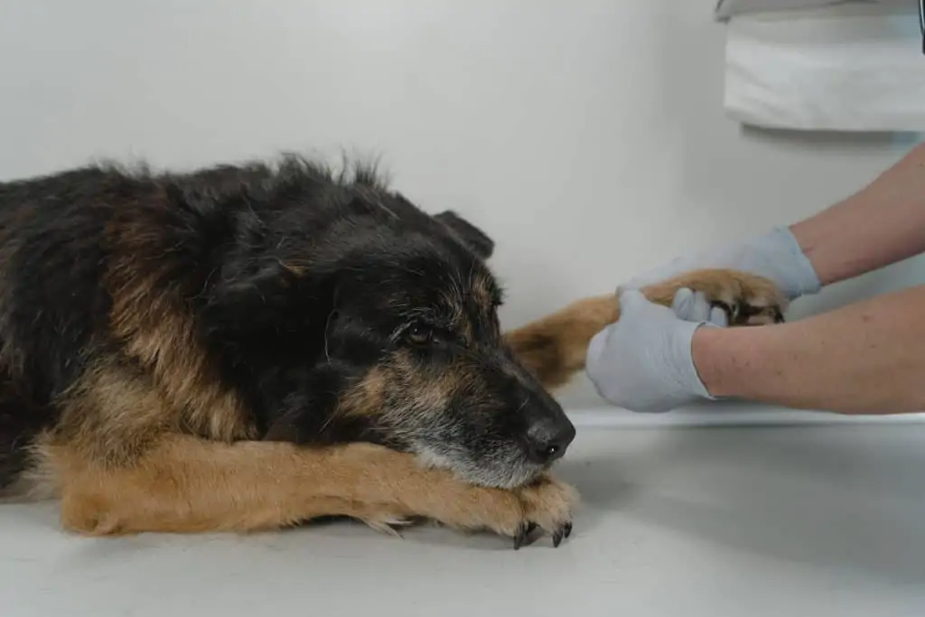 When to Take Your Dog to the Vet for Vomiting: Complete Guide