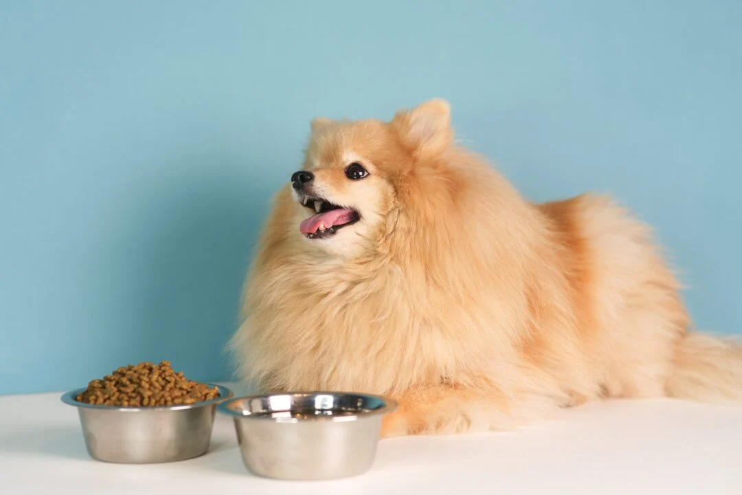 How to Transition Your Pet to a New Food: Step-by-Step Guide