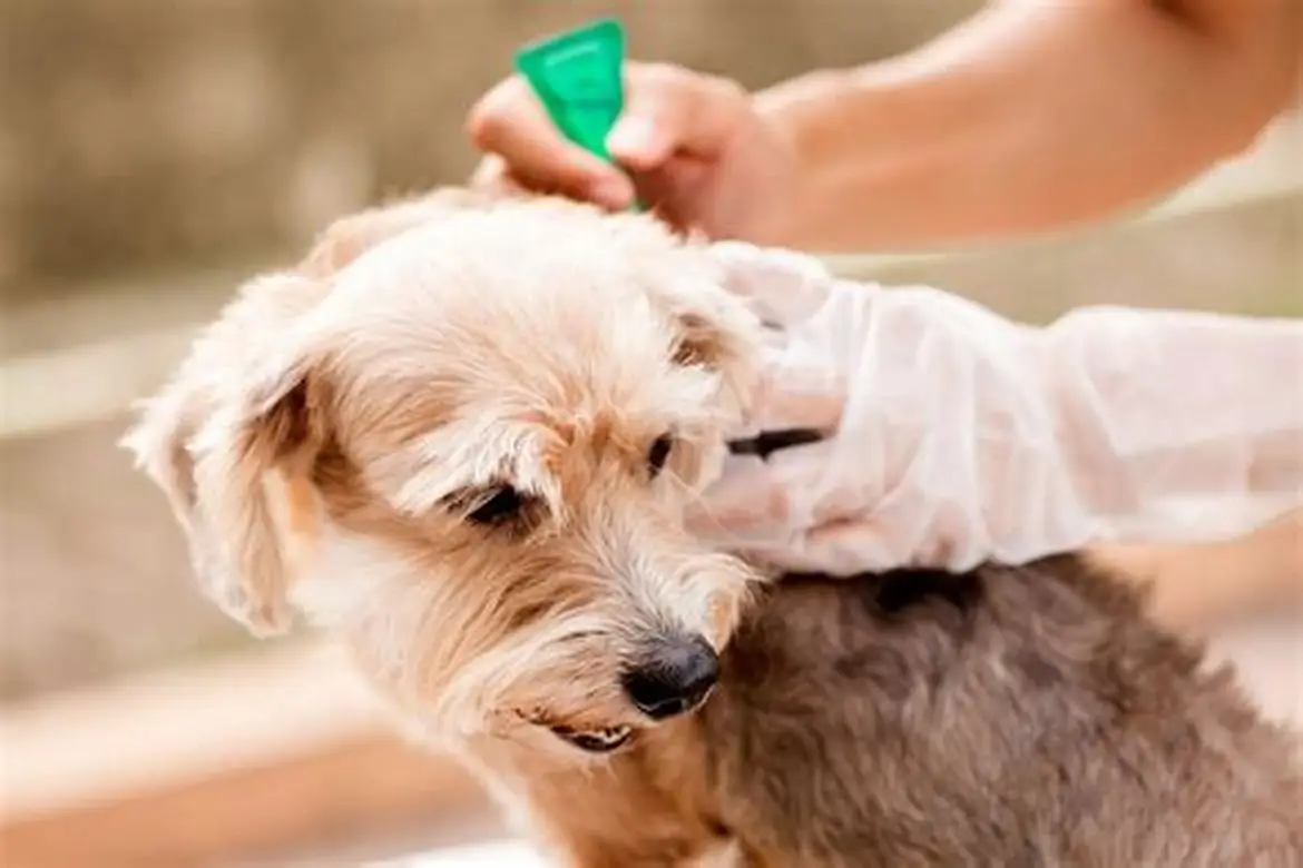 Parasite Control for Dogs and Cats: Complete Prevention Guide