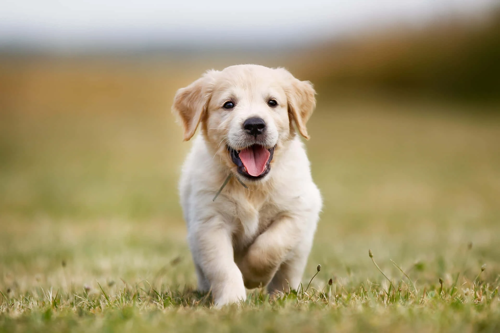 The 7 Best Dog Breeds for Indian Families: Finding Your Perfect Match