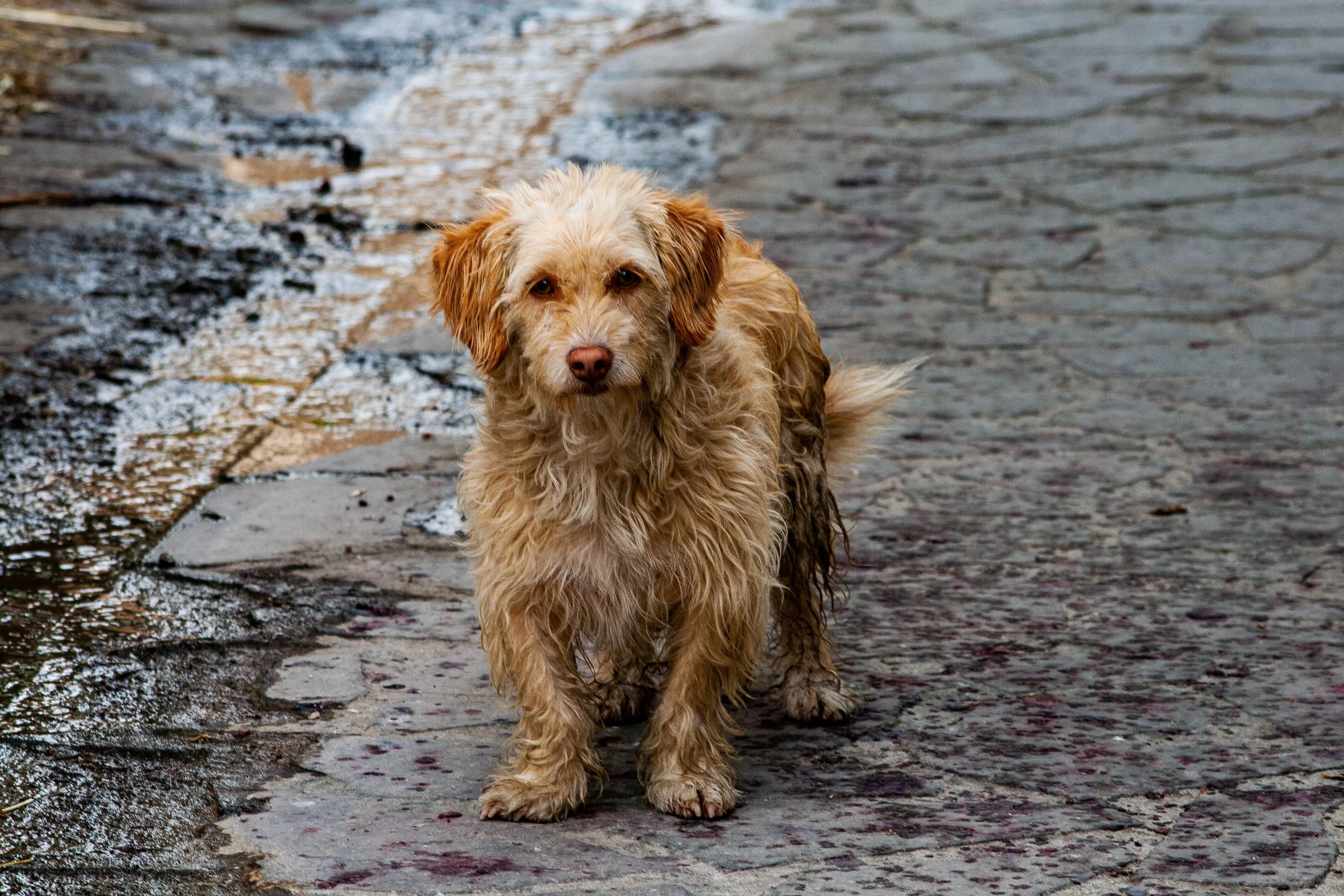 How to Get Rid of Wet Dog Smell in Your Home During the Humid Monsoon