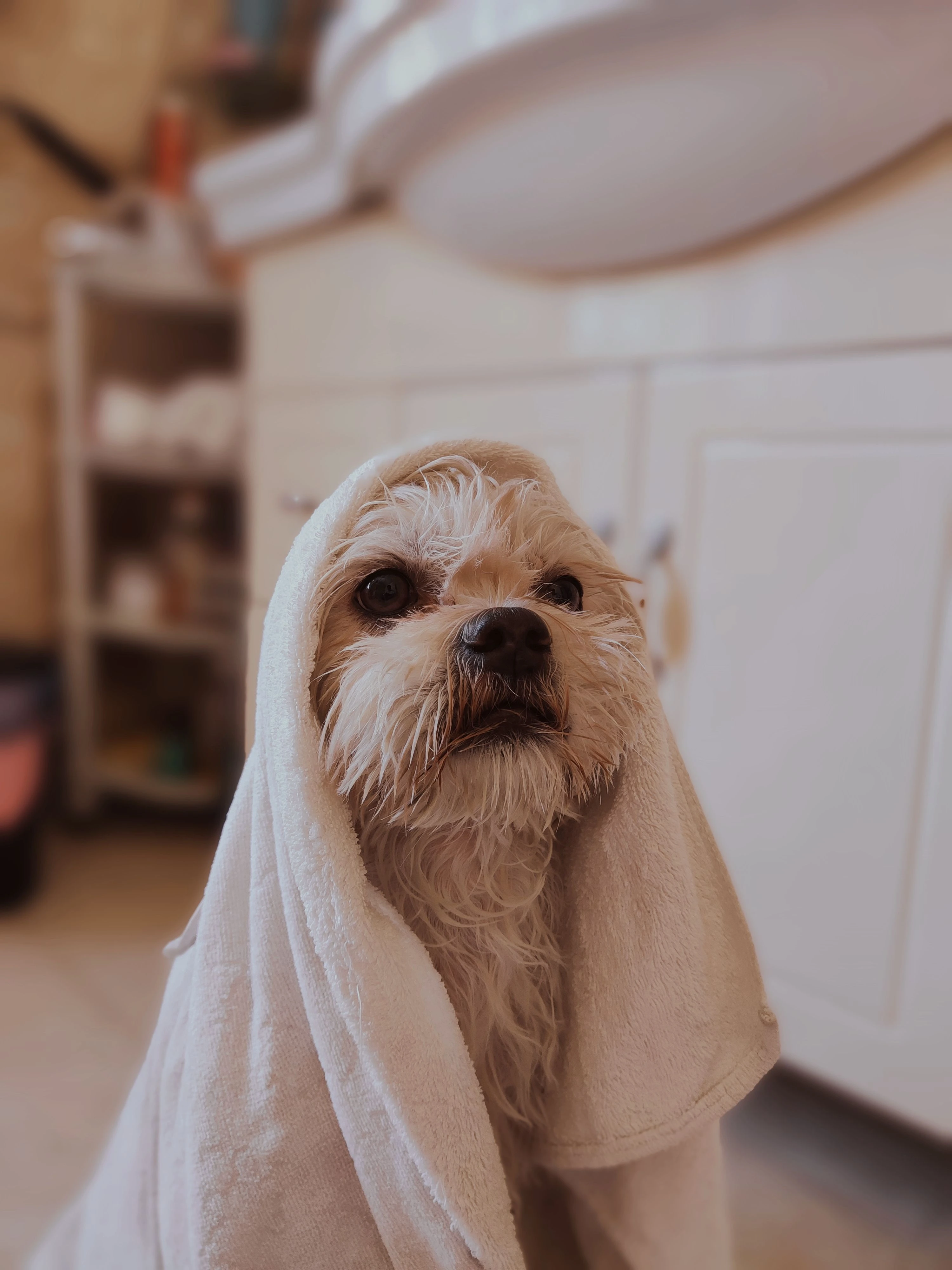 How to Towel Dry Your Dog: A Step-by-Step Monsoon Guide