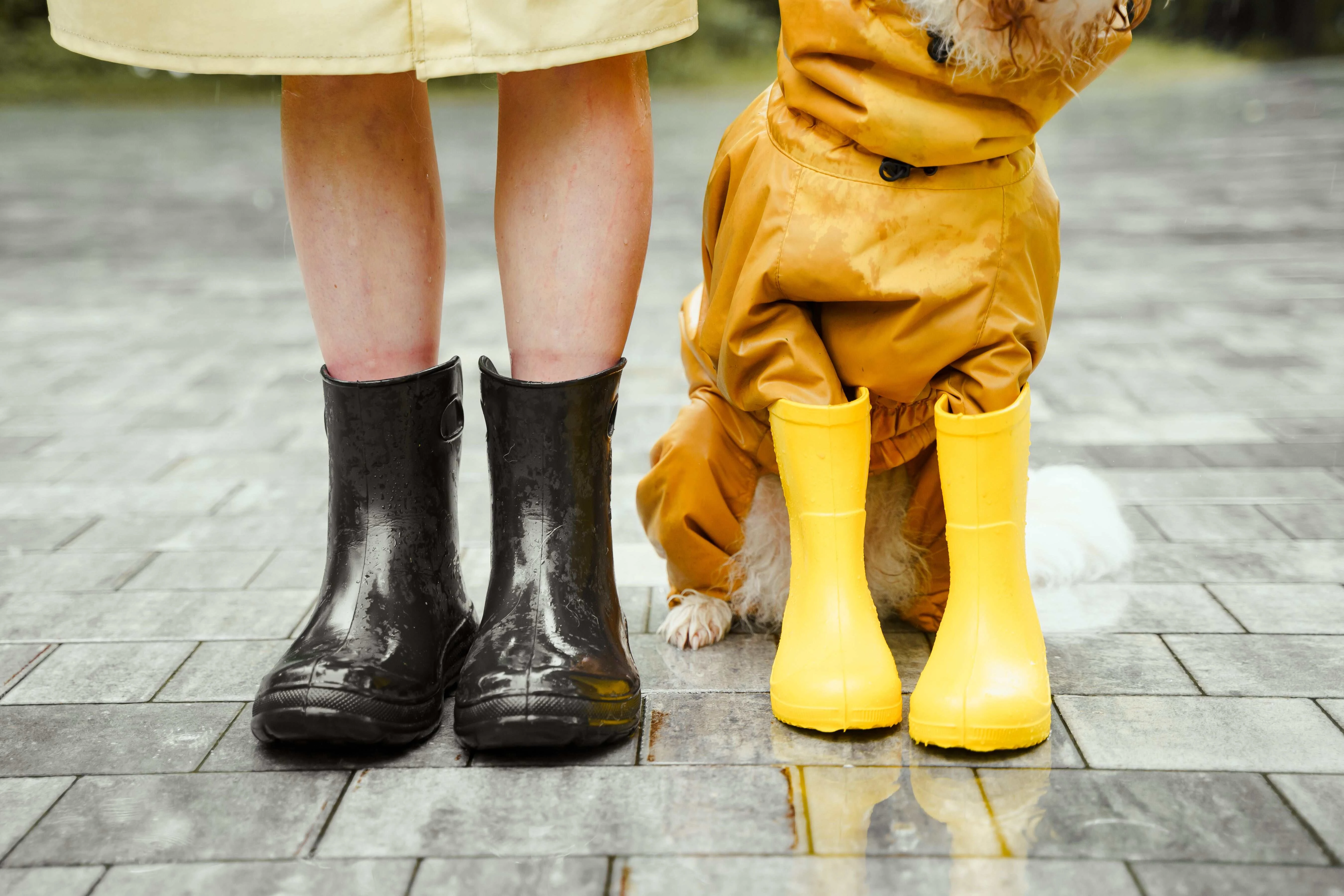 Monsoon Paw Care for Dogs: How to Prevent Infections During the Rainy Season