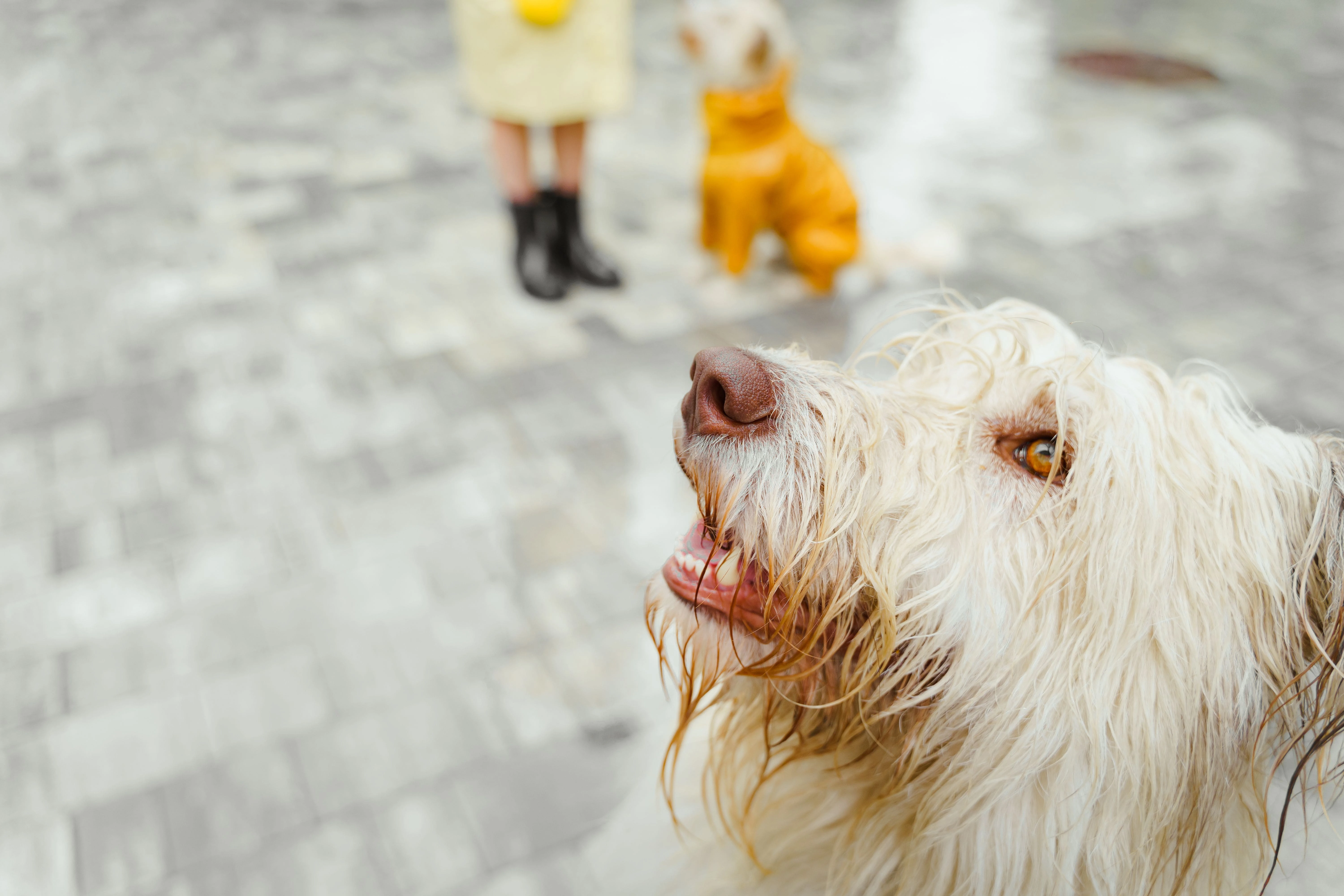 Monsoon Skin Infections in Pets: Causes, Symptoms, and Prevention