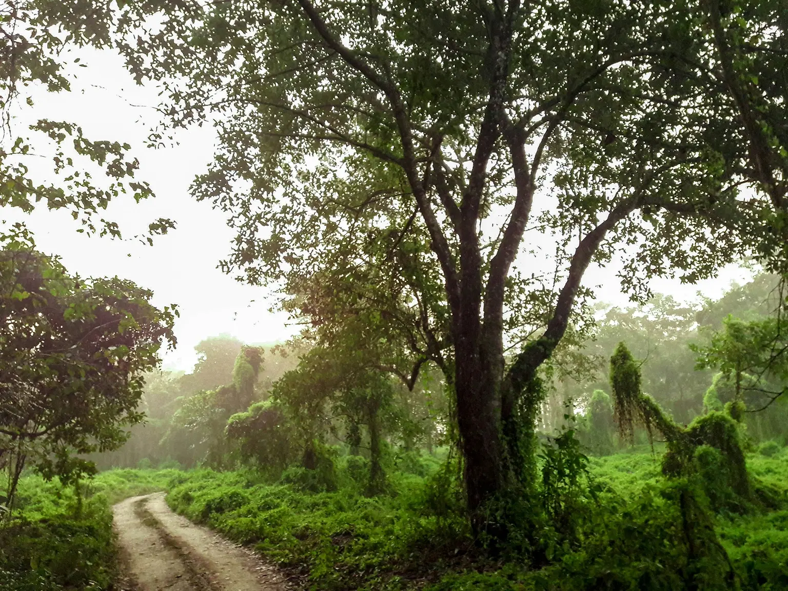 Travel to Chitwan Nepal with Tracway