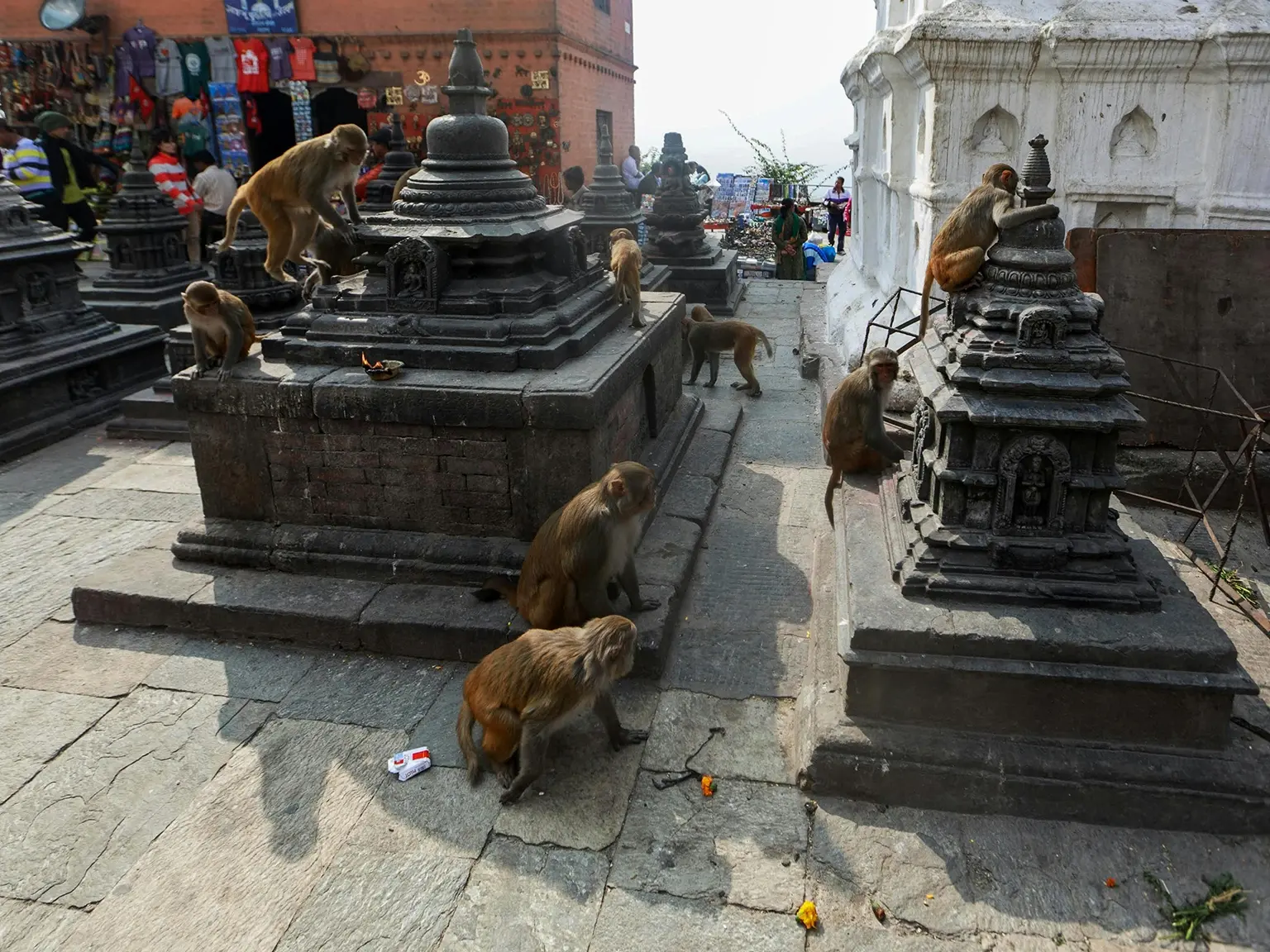 Visit Swayambhunath Monkey Temple in Nepal with Tracway