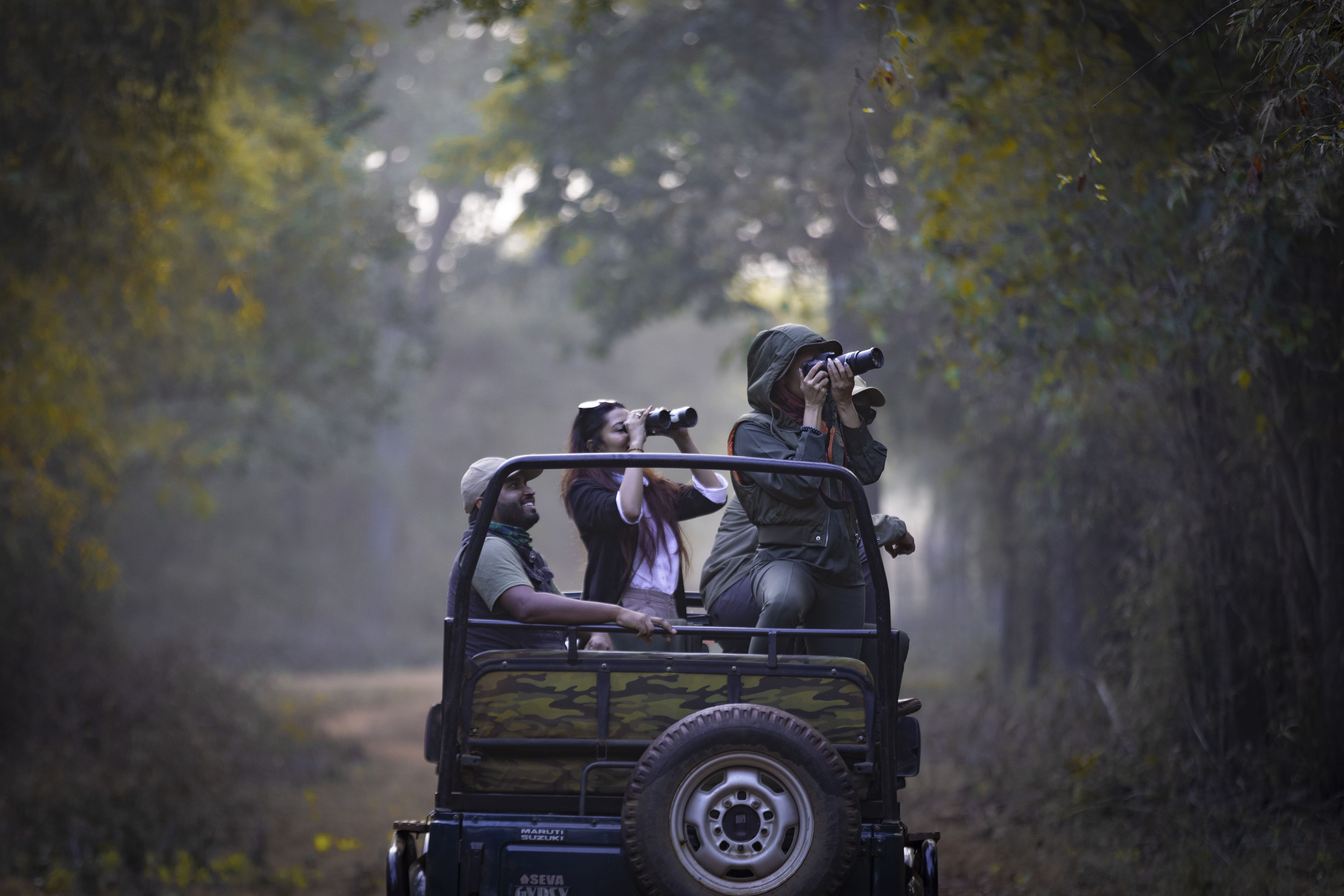 Tadoba Safaris
