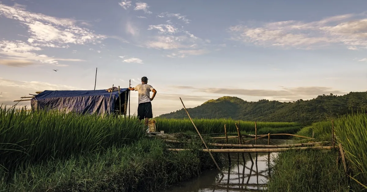 A farmer working in paddy fields..webp